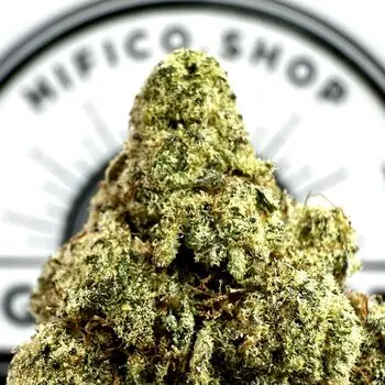 -"Durban Lemonade" (Energizing Sativa) THCa Flower Bulk. - (Duplicate Imported from WooCommerce)
